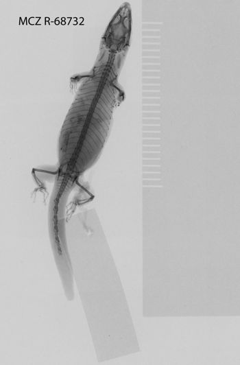 Media type: image;   Herpetology R-68732